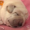 Szczenięta Labrador Retriever