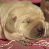 Szczenięta Labrador Retriever