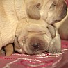 Szczenięta Labrador Retriever