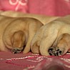 Szczenięta Labrador Retriever
