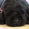 Szczenięta Labrador Retriever