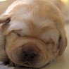 Szczenięta Labrador Retriever