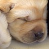 Szczenięta Labrador Retriever