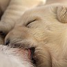 Szczenięta Labrador Retriever