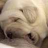 Szczenięta Labrador Retriever