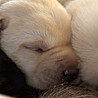 Szczenięta Labrador Retriever