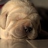 Szczenięta Labrador Retriever