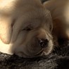 Szczenięta Labrador Retriever