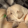 Szczenięta Labrador Retriever