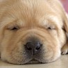 Szczenięta Labrador Retriever