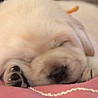 Szczenięta Labrador Retriever