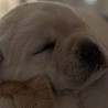 Szczenięta Labrador Retriever