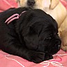 Szczenięta Labrador Retriever