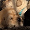 Szczenięta Labrador Retriever