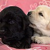 Szczenięta Labrador Retriever
