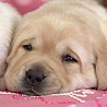 Szczenięta Labrador Retriever