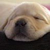 Szczenięta Labrador Retriever