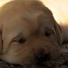 Szczenięta Labrador Retriever