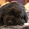 Szczenięta Labrador Retriever