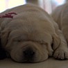 Szczenięta Labrador Retriever