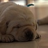 Szczenięta Labrador Retriever