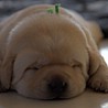 Szczenięta Labrador Retriever