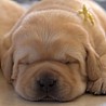 Szczenięta Labrador Retriever