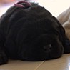 Szczenięta Labrador Retriever