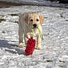 Szczenięta Labrador Retriever