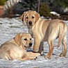 Szczenięta Labrador Retriever
