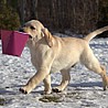 Szczenięta Labrador Retriever