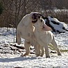 Szczenięta Labrador Retriever