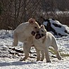 Szczenięta Labrador Retriever