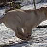 Szczenięta Labrador Retriever