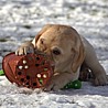 Szczenięta Labrador Retriever