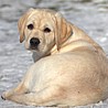 Szczenięta Labrador Retriever