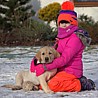 Szczenięta Labrador Retriever