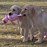 Szczenięta Labrador Retriever