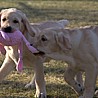 Szczenięta Labrador Retriever