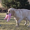 Szczenięta Labrador Retriever