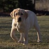 Szczenięta Labrador Retriever