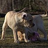 Szczenięta Labrador Retriever