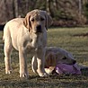 Szczenięta Labrador Retriever