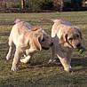 Szczenięta Labrador Retriever