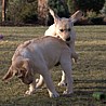 Szczenięta Labrador Retriever
