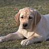 Szczenięta Labrador Retriever