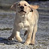 Szczenięta Labrador Retriever