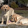 Szczenięta Labrador Retriever