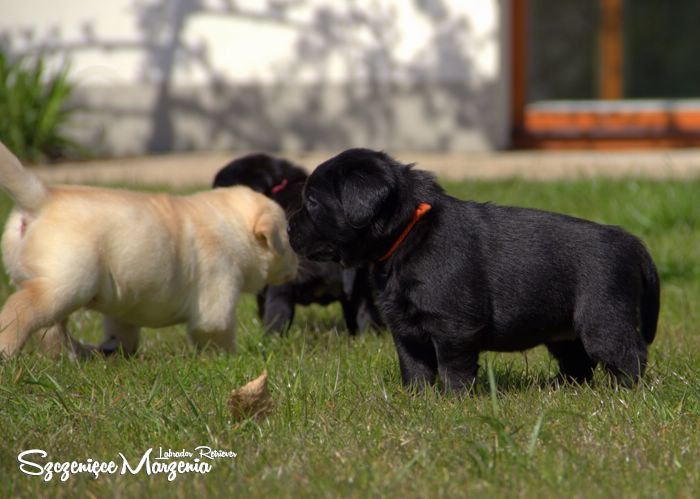 szczenięta labrador retriever