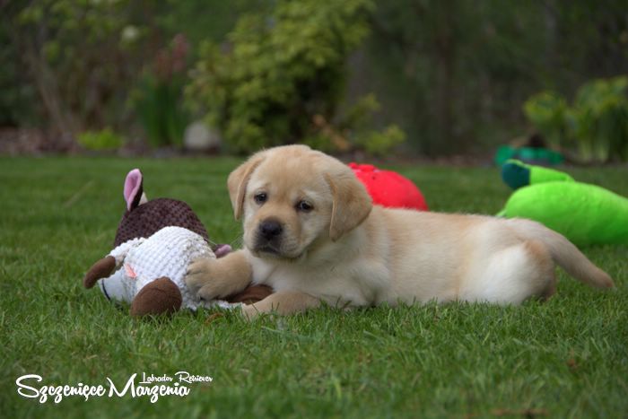szczenięta labrador retriever
